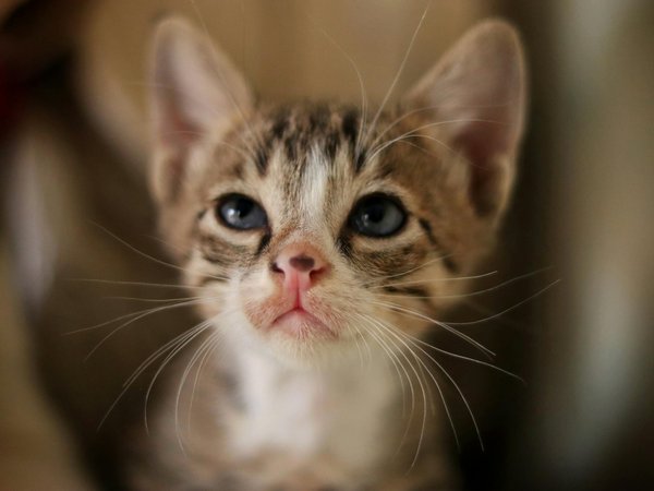 Cuisine canine : choisissez Dog Chef pour votre chien