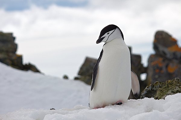 Les manchots empereurs : des parents dévoués dans l'Antarctique
