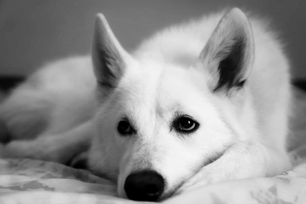 Les Tendances 2024 : Les Meilleurs Chiens de Famille